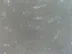 Apa t25 cell culture flask  کالا زیست kalazist 